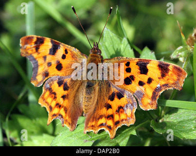 Virgola Butterfly (Polygonia c-album) in posa su una foglia con ali stese aperto (oltre 40 dettagliate immagini macro in serie) Foto Stock