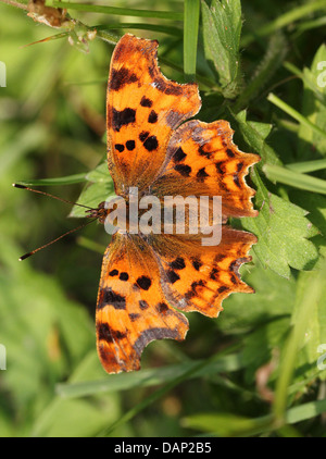 Virgola Butterfly (Polygonia c-album) in posa su una foglia con ali aperte (oltre 40 dettagliate immagini macro in serie) Foto Stock