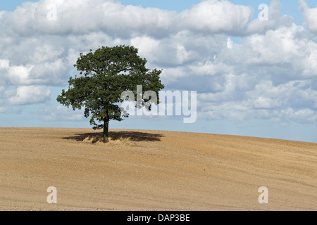 Solitaria quercia (Quercus robur) su erpicò campo di stoppie, Central Zelanda Foto Stock