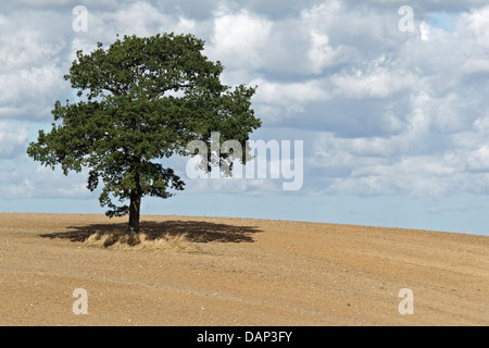 Solitaria quercia (Quercus robur) su erpicò campo di stoppie, Central Zelanda Foto Stock