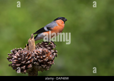 Bullfinch maschio su coni Foto Stock