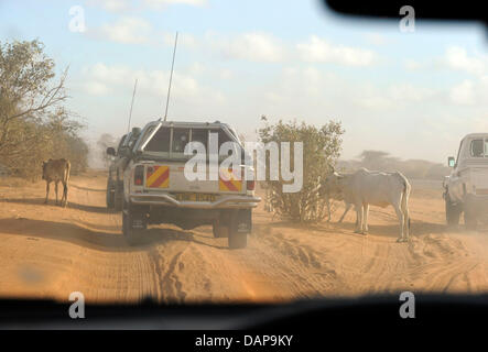 Questo ONU-convoi facce alcune mucche attraversando la savana sulla via di un rifugiato nel campo di Daadab, Kenya 4 agosto 2011. Dal momento che la strada è ancora considerato pericoloso, muoversi è consentito solo all'interno convois armati. Somalia e parti del Kenya è stata colpita da una delle peggiori le bozze e carestie in sei decenni, più di 350 000 profughi hanno trovato rifugio in mondi grande Foto Stock