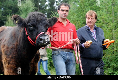 Fondatore della fattoria Aiderbichl, (L-R) Koegl cristiana e agricoltore Michael Aufhauser piombo bull "Ernst' per un prato nei pressi di una foresta in Zangberg, accompagnati da troupe televisive e giornalisti, Germania, 10 agosto 2011. Il toro deve attirare mucca Yvonne, che di recente ha scampato la fattoria poco prima stava per essere macellati alla fine di maggio. I precedenti tentativi di catturare la mucca con la Foto Stock