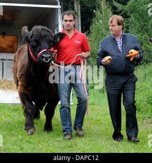 Nuovo! Fondatore della fattoria Aiderbichl, Michael Aufhauser (R), e agricoltore Koegl cristiana portano bull "Ernst' per un prato nei pressi di una foresta in Zangberg, accompagnati da troupe televisive e giornalisti, Germania, 10 agosto 2011. Il toro deve attirare mucca Yvonne, che di recente ha scampato la fattoria poco prima stava per essere macellati al termine o alla fine di maggio. I precedenti tentativi di catturare la mucca con l'hôtel Foto Stock