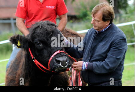 Fondatore della fattoria Aiderbichl, Michael Aufhauser, conduce bull "Ernst' per un prato nei pressi di una foresta in Zangberg, accompagnati da troupe televisive e giornalisti, Germania, 10 agosto 2011. Il toro deve attirare mucca Yvonne, che di recente ha scampato la fattoria poco prima stava per essere macellati alla fine di maggio. I precedenti tentativi di catturare la mucca con l aiuto di cibo-esca o altre vacche Foto Stock