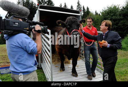 Fondatore della fattoria Aiderbichl Michael Aufhauser (R), e agricoltore Koegl cristiana portano bull "Ernst' per un prato nei pressi di una foresta in Zangberg, accompagnati da troupe televisive e giornalisti, Germania, 10 agosto 2011. Il toro deve attirare mucca Yvonne, che di recente ha scampato la fattoria poco prima stava per essere macellati alla fine di maggio. I precedenti tentativi di catturare la mucca con l'hôtel Foto Stock