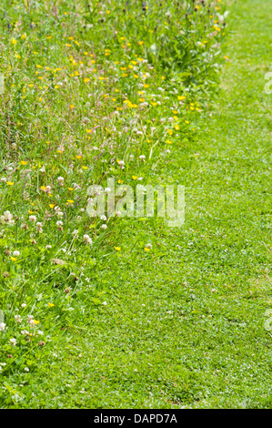 Falciare il prato o erba con area a sinistra per fiori selvatici a crescere per aumentare la fauna selvatica friendly immagine mostra il confine di prato e prato Foto Stock