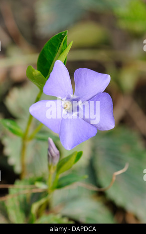 Piccolo Fiore blu su sfondo verde Foto Stock