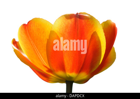 Uno rosso tulip isolati su sfondo bianco Foto Stock