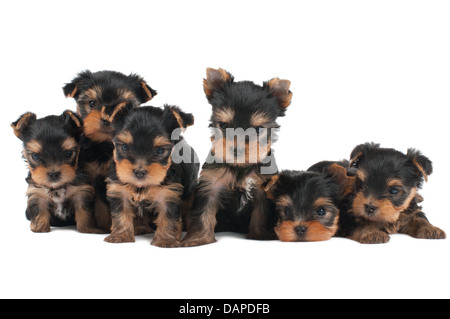 Sei cuccioli di Yorkshire Terrier isolato su bianco Foto Stock