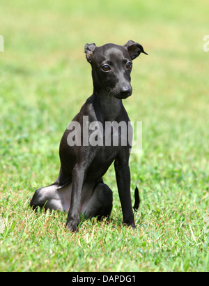 Ritratto di un cucciolo nero di razza Levriero Italiano Foto Stock