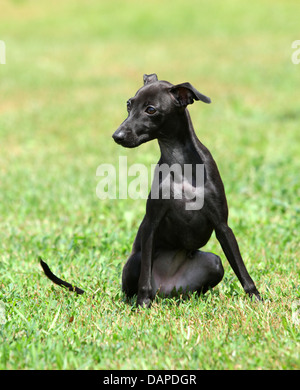 Ritratto di un cucciolo nero di razza Levriero Italiano Foto Stock