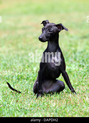 Ritratto di un cucciolo nero di razza Levriero Italiano Foto Stock