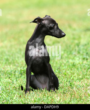Un cucciolo nero di razza Levriero Italiano Foto Stock