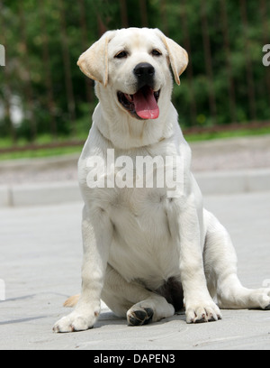 Giallo labrador cucciolo seduto nel parco in estate Foto Stock