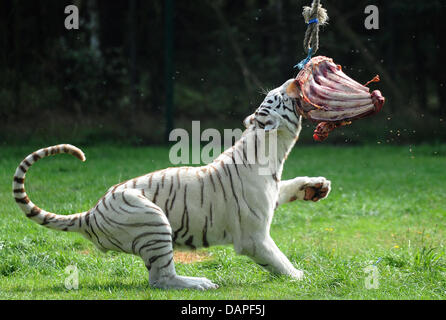 Una tigre bianca morde un pezzo di carne in una stringa in corrispondenza del Serengeti Park vicino a Hodenhagen, Germania, 17 agosto 2011. Per favorire i loro istinti cosiddetta 'alimentazione gli alberi" con grandi pezzi di carne sono state installate. Foto: Holger Hollemann Foto Stock