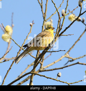 Close-up di un maschio di Zigolo giallo (Emberiza citrinella) in posa su un ramo in primavera Foto Stock