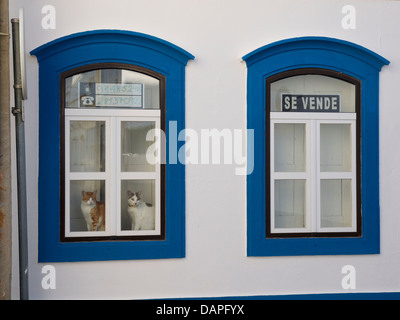 Gatti dietro la finestra di una casa che è in vendita dal proprietario in Cabanas de Tavira, Algarve, PORTOGALLO Foto Stock