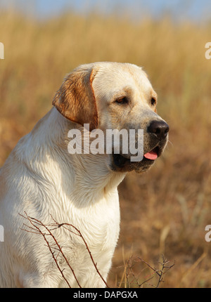 Giallo labrador ritratto in estate nel campo Foto Stock