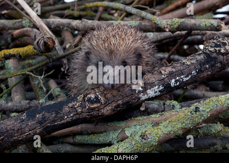 Riccio europeo nel giardino pila di registro Foto Stock