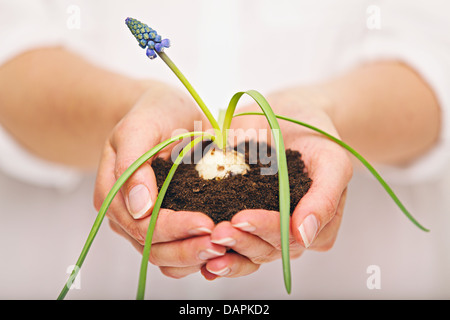 Donna che mantiene un terreno con la coltivazione di piante di cipolla Foto Stock
