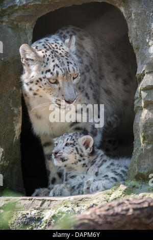 Marwell Wildlife, Hampshire, Regno Unito. 17 luglio 2013. La snow leopard gattini a Marwell Wildlife nato il XXI Aprile 2013 emerge in vista del pubblico per la prima volta questa mattina. Credito: MeonStock/Alamy Live News Foto Stock