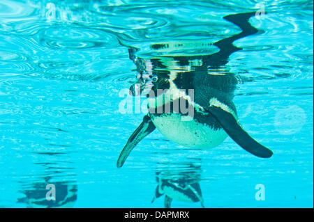 Londra, Regno Unito. 17 Luglio, 2013. I pinguini allo Zoo di Londra esperienza di servizio in argento con una differenza in anticipo di apertura della nuovissima terrazza ristorante venerdì prossimo. Gary Devereaux, executive chef per lo Zoo di ristoratori e commerciale, serve piatti personalizzati per ottenere gli animali " sigillo di approvazione prima della terrazza ristorante apre le sue porte ai visitatori dello Zoo. Credito: Piero Cruciatti/Alamy Live News Foto Stock