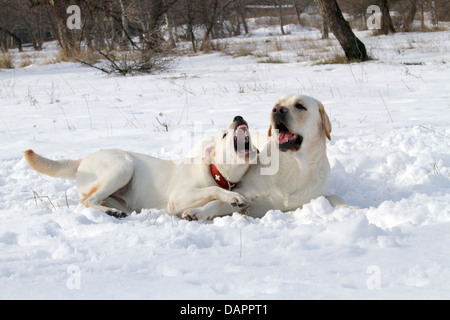 Due gatti giallo a giocare nella neve in inverno Foto Stock