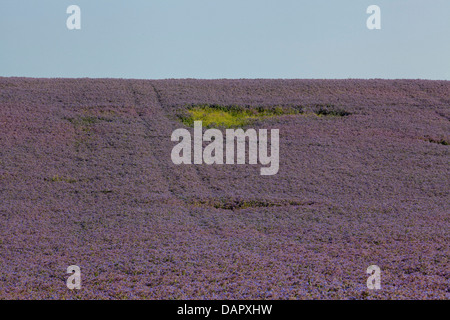 Campo di borragine borragine officinalis noto anche come starflower Foto Stock