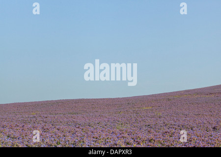 Campo di borragine borragine officinalis noto anche come starflower Foto Stock