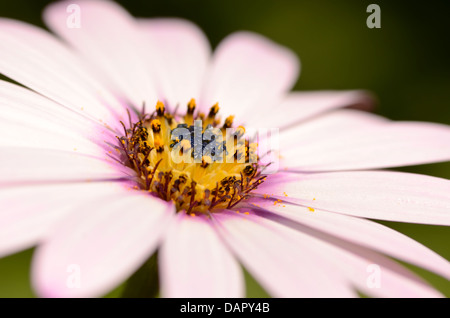 Uno 1 rosa fioritura Osteospermum fruticosum fiore a margherita lotti petali portando ad anello di centro di stame antere giornata di sole Foto Stock