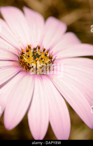 Uno 1 rosa fioritura Osteospermum fruticosum fiore a margherita lotti petali portando ad anello di centro di stame antere giornata di sole Foto Stock