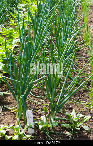 Cipolle Sturon crescente nel paese Allium cepa Foto Stock