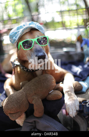 Il cane 'Mr. Spock' indossa gli occhiali da sole e un cappello per essere protetti dal sole in corrispondenza di un supporto del mercato delle pulci a Berlino-friedrichshain, Germania, 11 settembre 2011. Mentre le temperature di oggi salgono a 27 gradi Celsius dovranno raffreddare a 20 gradi Celsius la prossima settimana. Foto: KAY NIETFELD Foto Stock