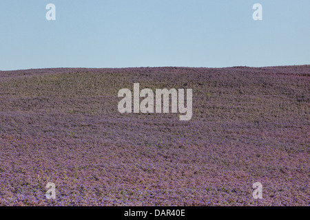 Campo di borragine borragine officinalis noto anche come starflower Foto Stock