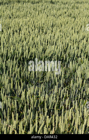 Coltivazione di grano campo nella campagna inglese Foto Stock