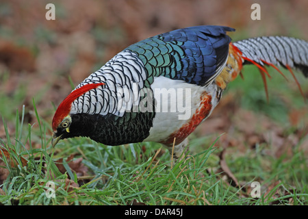 Fagiano di Lady Amherst (Chrysolophus amherstiae) con qualche fagiano d'oro (Chrysolophus pictus) DNA e ibrido. Notare un uccello prigioniero. Foto Stock