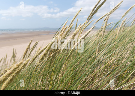 Città di Harlech, Galles. Pittoresca vista ravvicinata di erba marram nelle dune di sabbia sulla parte settentrionale della spiaggia di Harlech. Foto Stock