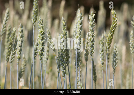 Coltivazione di grano campo nella campagna inglese Foto Stock