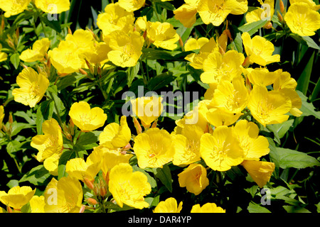 Ranunculus o Buttercup flower è una pianta perenne fioritura di solito in primavera e talvolta anche in estate. Foto Stock