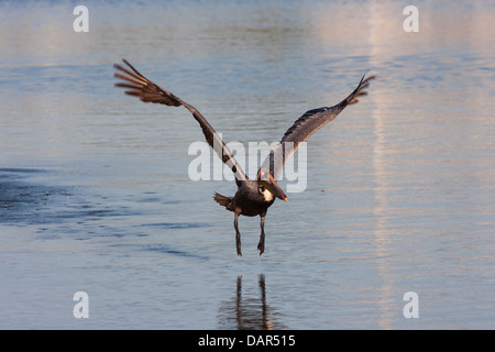 Brown pelican tenendo fuori dall'acqua Foto Stock