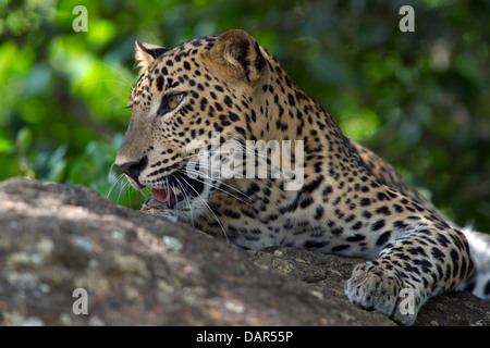 Leopardo dello Sri Lanka cub giacente su una parete di roccia/head up sleeping (Panthera pardus kotiya) Foto Stock