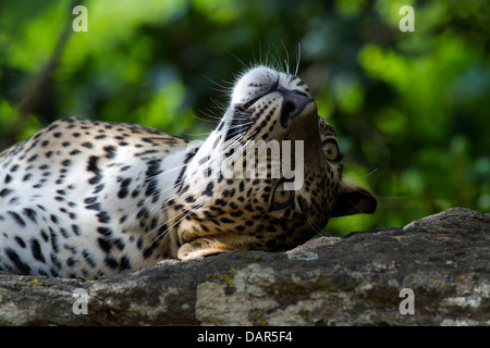 Leopardo dello Sri Lanka cub giacente su una parete di roccia/head up sleeping (Panthera pardus kotiya) Foto Stock