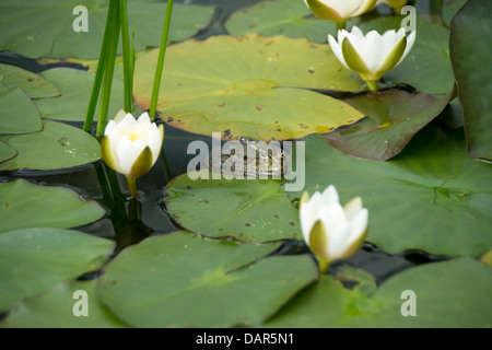 Rana verde tra tre bianchi ninfee galleggianti in un stagno immerso nel verde Lily Pad. Foto Stock