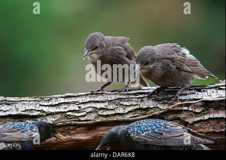 Due comuni Starling / Europea starling (Sturnus vulgaris) uccellini Elemosinare il cibo in primavera Foto Stock