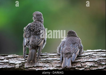Due comuni Starling / Europea starling (Sturnus vulgaris) uccellini Elemosinare il cibo in primavera Foto Stock