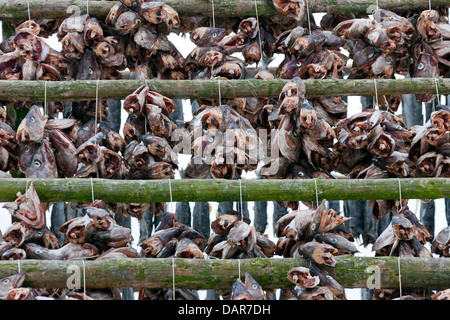 Merluzzo bianco (Gadus morhua) essiccazione come stoccafisso su scaffalature in legno / hjell a vendere come pesci secchi, Lofoten, Norvegia e Scandinavia Foto Stock