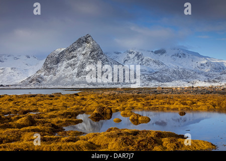 Montagne coperte di neve e di alghe nel fiordo a Malnesvik in inverno, Vestvågøya / Vest-Vågøy, Lofoten, Norvegia e Scandinavia Foto Stock