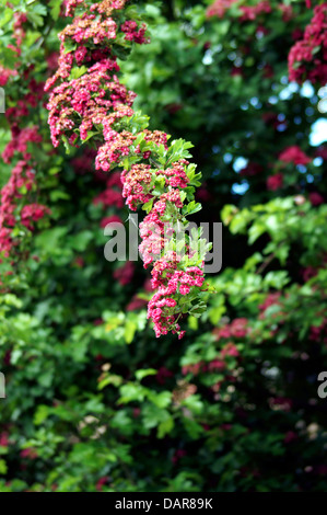 Rosso Albero di biancospino Foto Stock