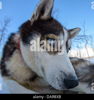 Siberian Husky, close-up verticale, Svezia Foto Stock
